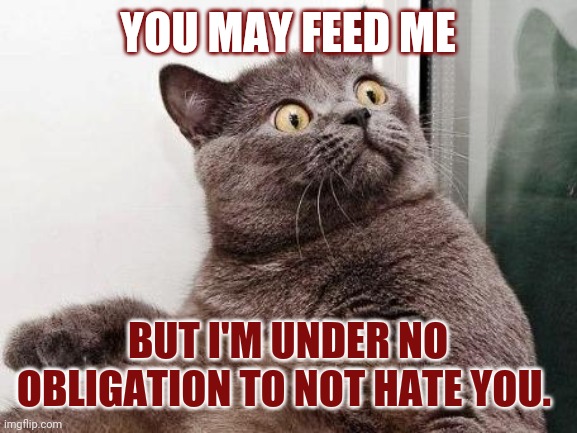 Surprised cat | YOU MAY FEED ME; BUT I'M UNDER NO OBLIGATION TO NOT HATE YOU. | image tagged in surprised cat | made w/ Imgflip meme maker