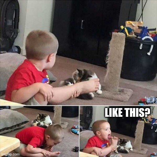 DON'T COPY THE KITTY | LIKE THIS? | image tagged in cats,funny cats | made w/ Imgflip meme maker