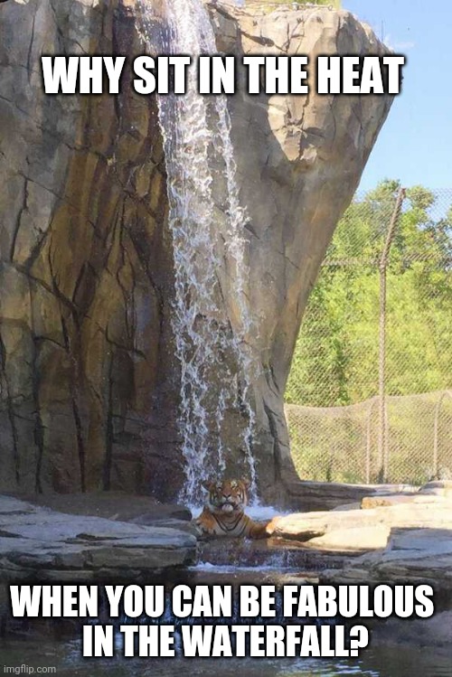 A CAT THAT DOESN'T HAVE THE WATER | WHY SIT IN THE HEAT; WHEN YOU CAN BE FABULOUS 
IN THE WATERFALL? | image tagged in cats,funny cats,tiger | made w/ Imgflip meme maker