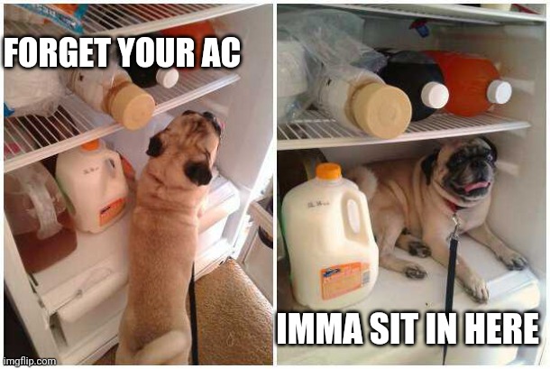 PUG IS GETTING HOT | FORGET YOUR AC; IMMA SIT IN HERE | image tagged in pugs,dogs | made w/ Imgflip meme maker