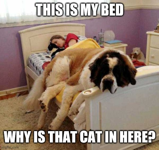 THAT'S A BIG DOG | THIS IS MY BED; WHY IS THAT CAT IN HERE? | image tagged in dogs,cats | made w/ Imgflip meme maker