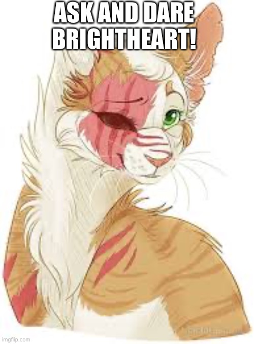 Ask and dare Brightheart! | ASK AND DARE BRIGHTHEART! | made w/ Imgflip meme maker