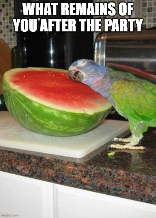 Parrot melon | WHAT REMAINS OF YOU AFTER THE PARTY | image tagged in parrot melon | made w/ Imgflip meme maker