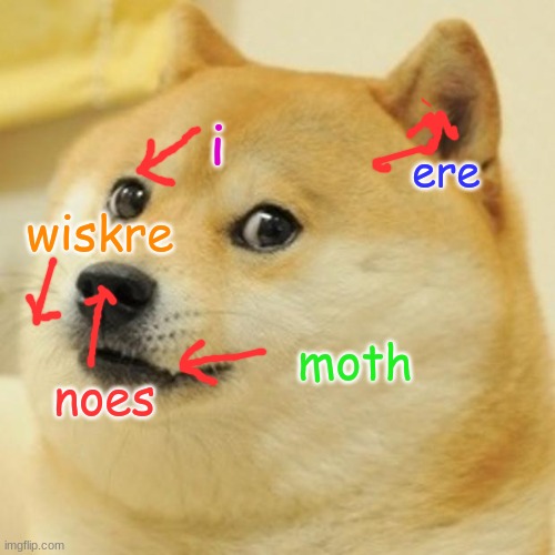 Anatomy of the Doge | i; ere; wiskre; moth; noes | image tagged in memes,doge,anatomy of the doge | made w/ Imgflip meme maker