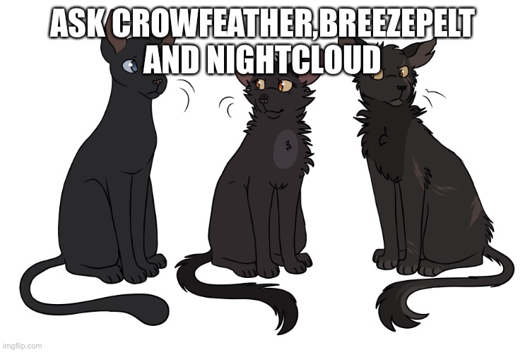 Ask Crowfeather,Breezepelt and Nightcloud | ASK CROWFEATHER,BREEZEPELT AND NIGHTCLOUD | made w/ Imgflip meme maker
