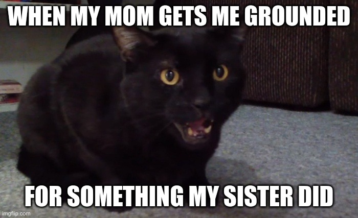 When my mom............. | WHEN MY MOM GETS ME GROUNDED; FOR SOMETHING MY SISTER DID | image tagged in bored kitten | made w/ Imgflip meme maker