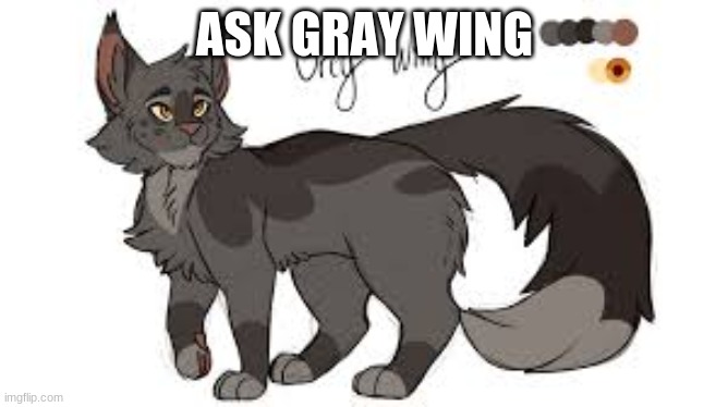 Gray Wing TIME! | ASK GRAY WING | image tagged in gray,drawing,awesome,cats | made w/ Imgflip meme maker