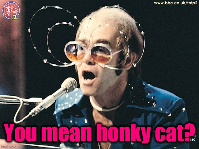 ELTON JOHN | You mean honky cat? | image tagged in elton john | made w/ Imgflip meme maker