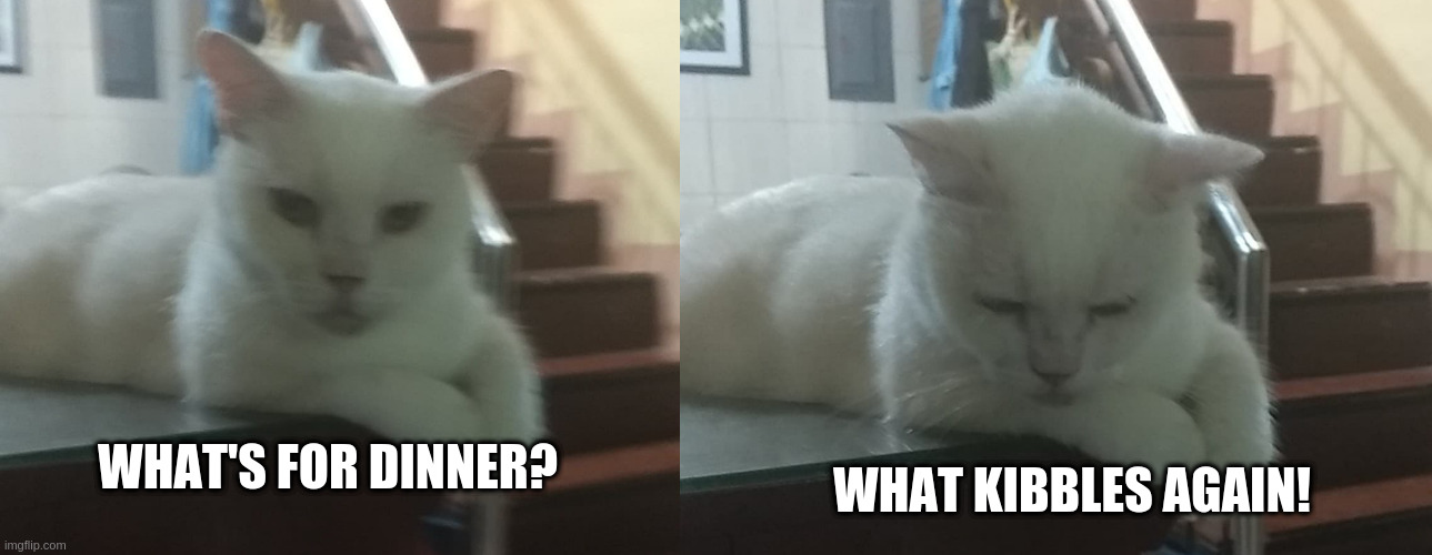 Huey's dinner | WHAT KIBBLES AGAIN! WHAT'S FOR DINNER? | image tagged in cats | made w/ Imgflip meme maker