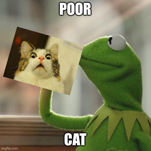 But That's None Of My Business | POOR; CAT | image tagged in memes,but that's none of my business,kermit the frog | made w/ Imgflip meme maker