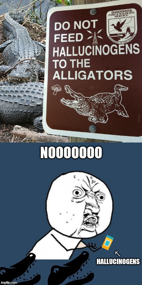 why u no | image tagged in why u no,alligator,gators,funny memes | made w/ Imgflip meme maker