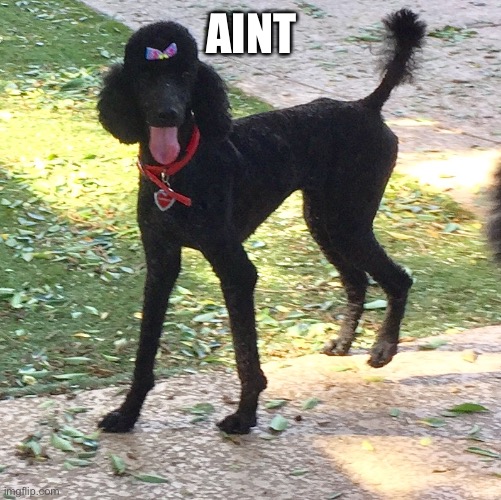 Marley Poodle | AINT | image tagged in marley poodle | made w/ Imgflip meme maker