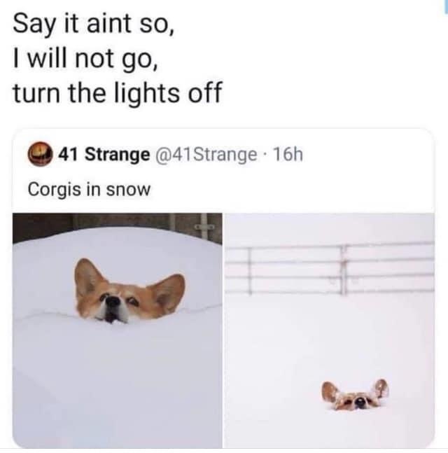 Corgis in snow Blank Meme Template