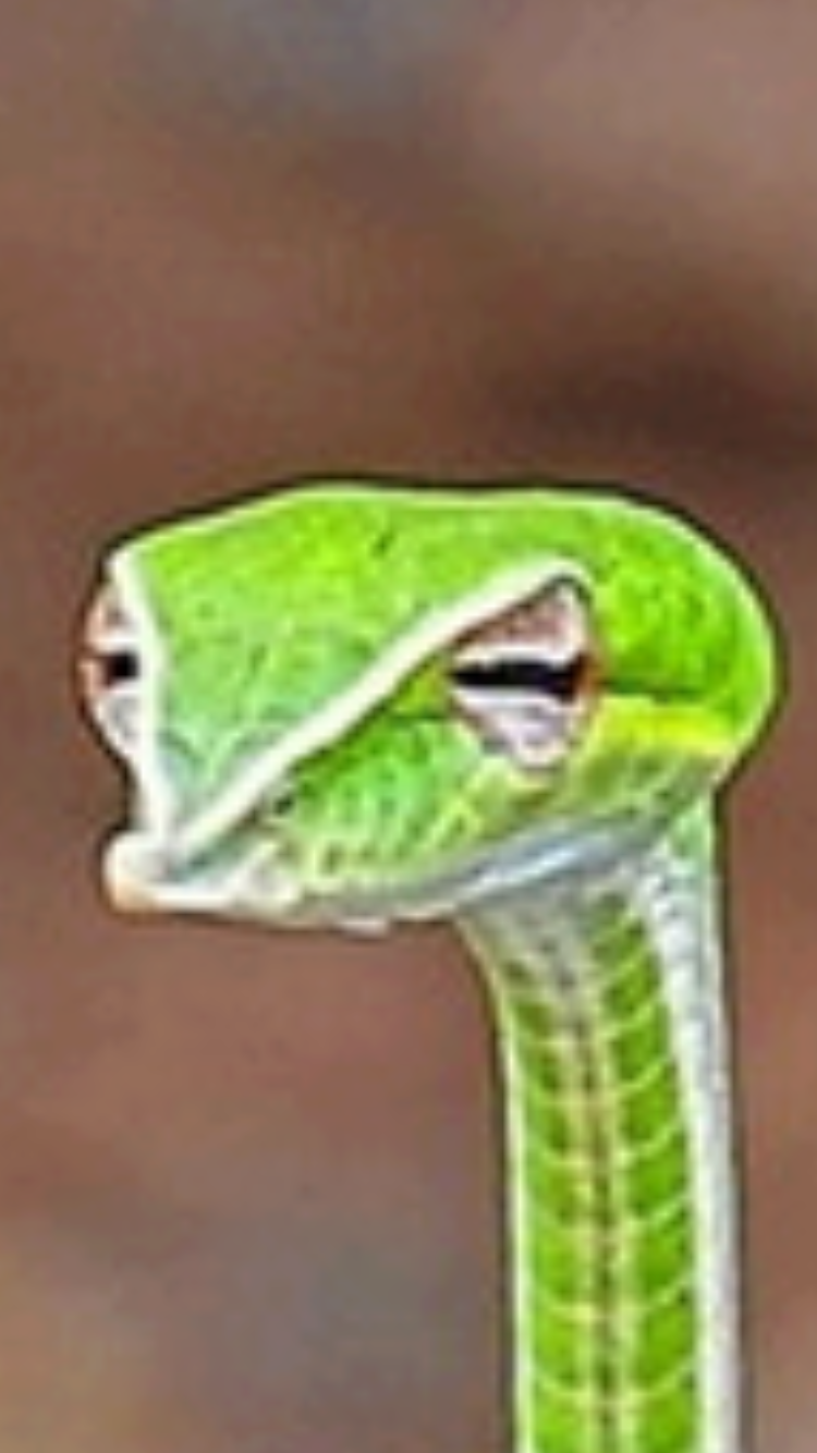 judgemental vine snake Blank Meme Template