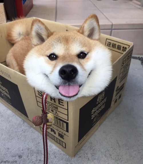 image tagged in doge | made w/ Imgflip meme maker
