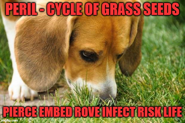 Beagle dog sniffing grass | PERIL - CYCLE OF GRASS SEEDS; PIERCE EMBED ROVE INFECT RISK LIFE | image tagged in beagle dog sniffing grass | made w/ Imgflip meme maker