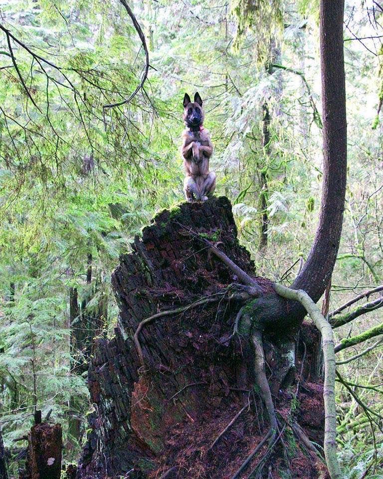 Dog on Tree Blank Meme Template