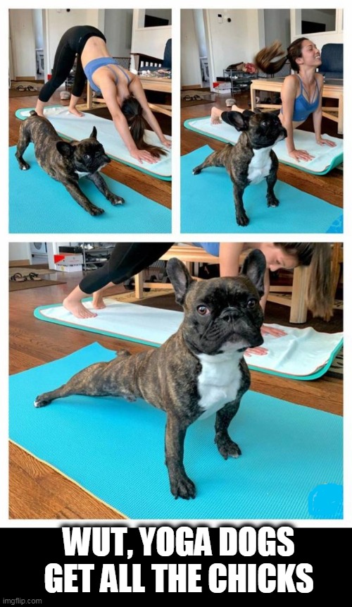 dogma | WUT, YOGA DOGS GET ALL THE CHICKS | image tagged in funny dogs,yoga | made w/ Imgflip meme maker