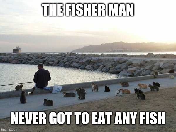 CAT HOARD | THE FISHER MAN; NEVER GOT TO EAT ANY FISH | image tagged in cats,funny cats | made w/ Imgflip meme maker