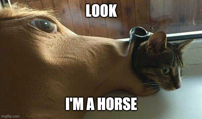 HORSE CAT | LOOK; I'M A HORSE | image tagged in cats,funny cats | made w/ Imgflip meme maker