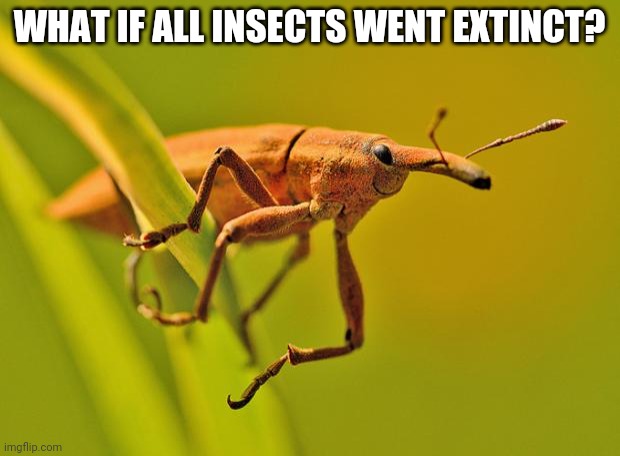 Happy Insect | WHAT IF ALL INSECTS WENT EXTINCT? | image tagged in happy insect | made w/ Imgflip meme maker