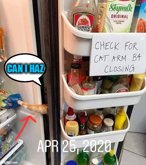 cat arm | CAN I HAZ | image tagged in funny cats | made w/ Imgflip meme maker