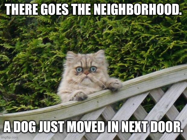 Weird cat | THERE GOES THE NEIGHBORHOOD. A DOG JUST MOVED IN NEXT DOOR. | image tagged in weird cat | made w/ Imgflip meme maker