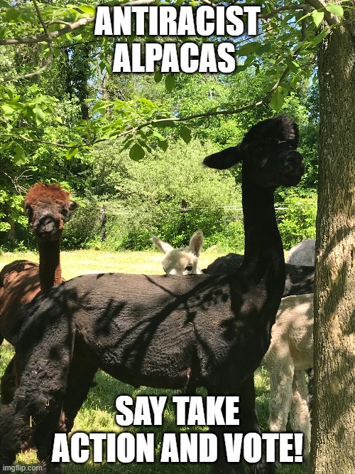 Antiracist Alpacas | ANTIRACIST ALPACAS; SAY TAKE ACTION AND VOTE! | image tagged in election 2020 | made w/ Imgflip meme maker