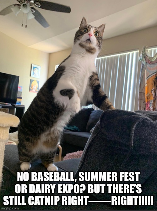 Cat panic | NO BASEBALL, SUMMER FEST OR DAIRY EXPO? BUT THERE’S STILL CATNIP RIGHT——RIGHT!!!!! | image tagged in cats | made w/ Imgflip meme maker