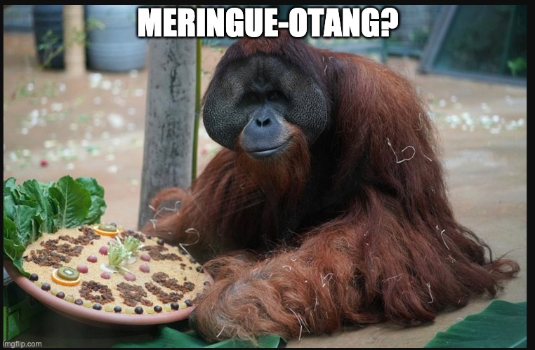Meringue-Otang? | MERINGUE-OTANG? | image tagged in funny animals,orangutan | made w/ Imgflip meme maker