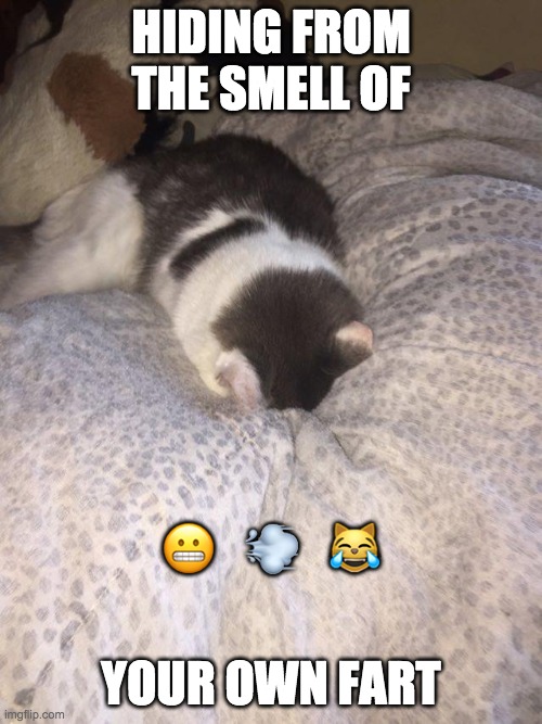 Fart Hiding | HIDING FROM THE SMELL OF; 😬   💨   😹; YOUR OWN FART | image tagged in cat,fart,hiding | made w/ Imgflip meme maker
