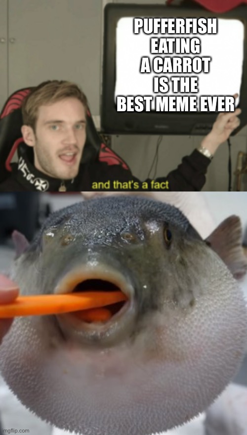 Pufferfish likes carrot | PUFFERFISH EATING A CARROT IS THE BEST MEME EVER | image tagged in and that's a fact,pufferfish eating carrot,pewdiepie,carrot,pufferfish | made w/ Imgflip meme maker
