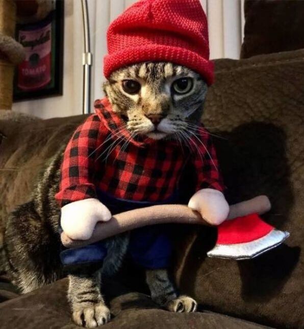 Lumberjack cat Blank Meme Template
