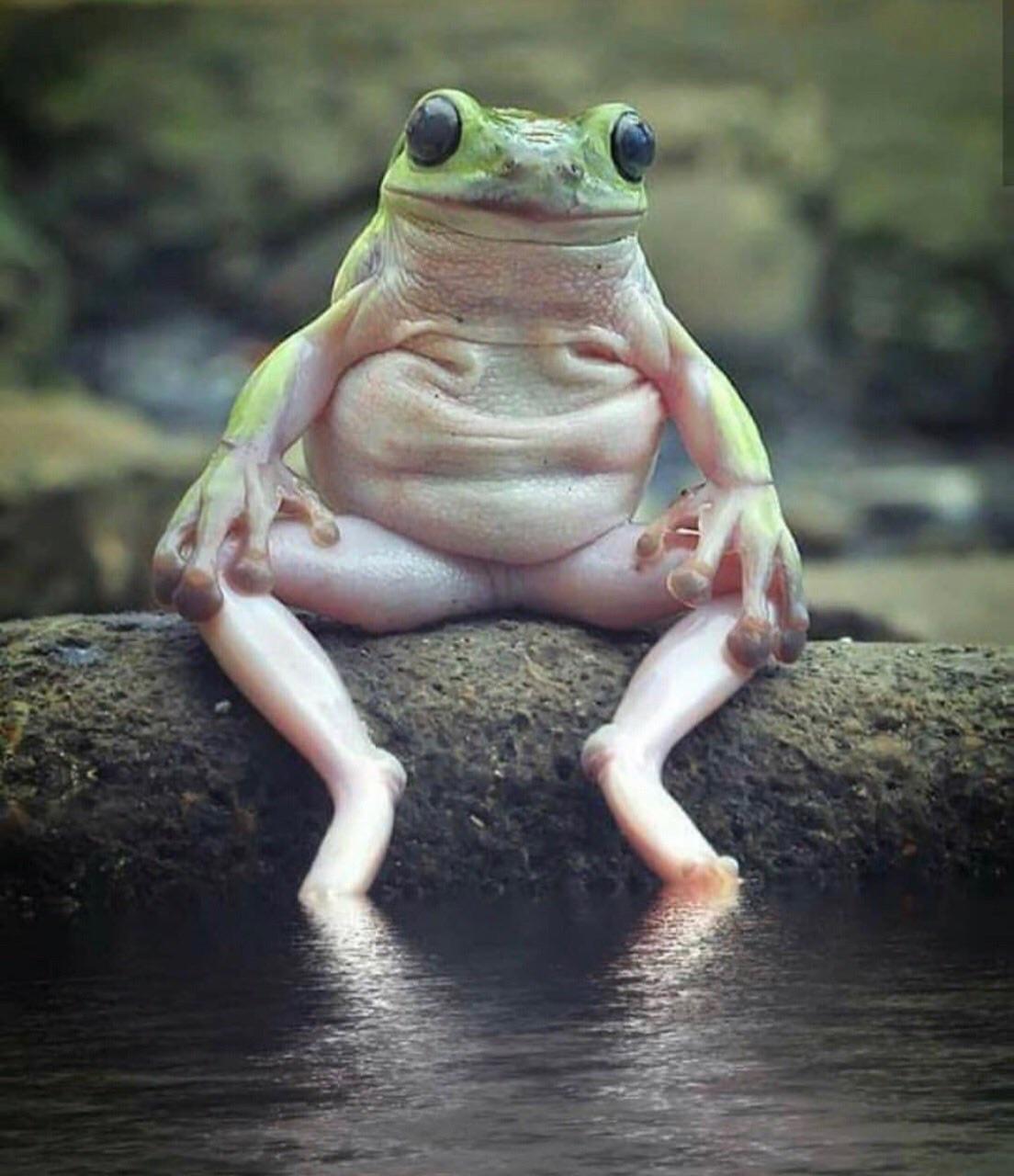 High Quality Sitting frog Blank Meme Template
