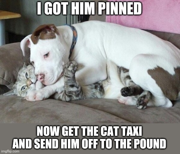 TIME TO SEND OFF THE CAT | I GOT HIM PINNED; NOW GET THE CAT TAXI
AND SEND HIM OFF TO THE POUND | image tagged in dogs,cats | made w/ Imgflip meme maker