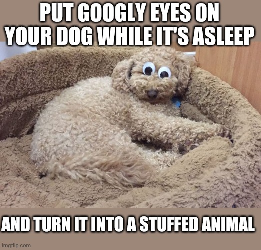 NOT HARD FOR THAT DOG | PUT GOOGLY EYES ON YOUR DOG WHILE IT'S ASLEEP; AND TURN IT INTO A STUFFED ANIMAL | image tagged in dogs | made w/ Imgflip meme maker