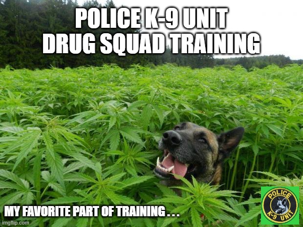 420 | POLICE K-9 UNIT DRUG SQUAD TRAINING; MY FAVORITE PART OF TRAINING . . . | image tagged in weed policedog | made w/ Imgflip meme maker