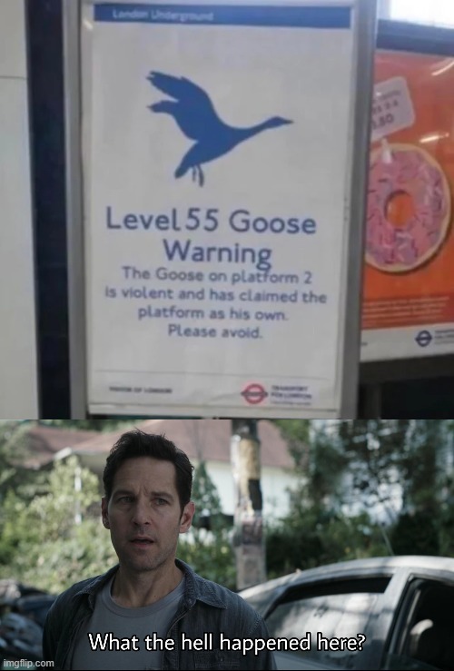 Beware the goose | image tagged in what the hell happened here,memes,funny,goose,warning | made w/ Imgflip meme maker