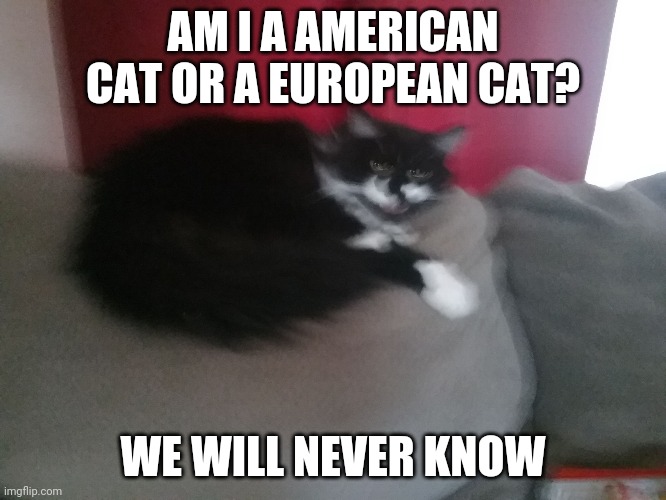 Angery Cat | AM I A AMERICAN CAT OR A EUROPEAN CAT? WE WILL NEVER KNOW | image tagged in angery cat | made w/ Imgflip meme maker