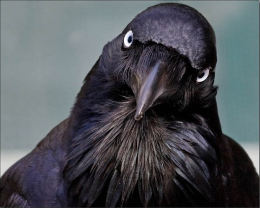 Australian Raven Blank Meme Template