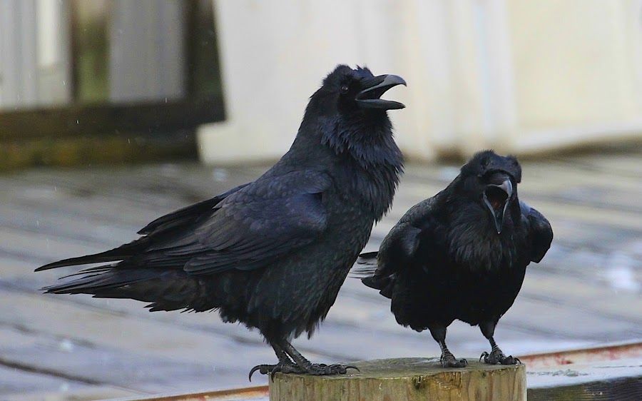 Australian Ravens Laughing Blank Meme Template