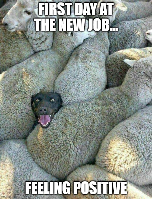 sheep with dog | FIRST DAY AT THE NEW JOB... FEELING POSITIVE | image tagged in sheep,dog | made w/ Imgflip meme maker