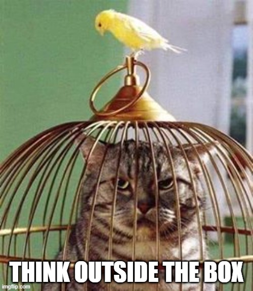 cat in cage | THINK OUTSIDE THE BOX | image tagged in bird box,grumpy cat | made w/ Imgflip meme maker