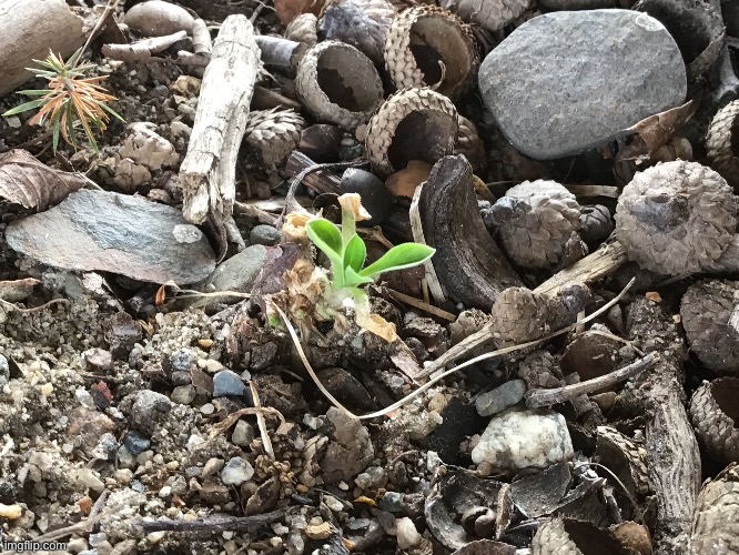 HIS NAME IS TIMMY AND HE LIVES UNDER A BRIDGE AT MY SCHOOL AND WE HAVENT SEEN HIM FOR THREE MONTHS ಠ_ಠ | made w/ Imgflip meme maker