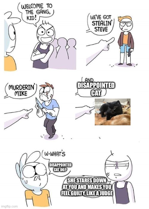 Disappointed cat is back | DISAPPOINTED CAT; DISAPPOINTED CAT DO? SHE STARES DOWN AT YOU AND MAKES YOU FEEL GUILTY, LIKE A JUDGE | image tagged in welcome to the gang,disappointed cat,memes,haha,cat,judge | made w/ Imgflip meme maker