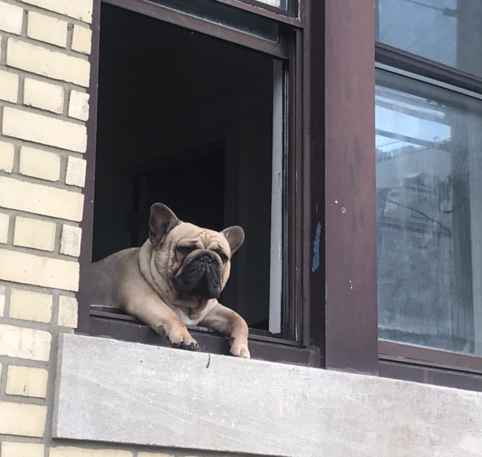 Dog hanging out The window Blank Meme Template