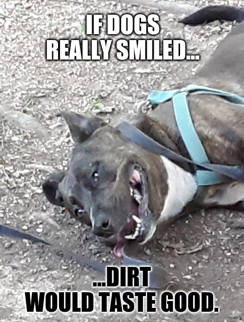 Do All Dogs go to Heaven? Hold on... | IF DOGS REALLY SMILED... ...DIRT WOULD TASTE GOOD. | image tagged in if dogs smiled,heavencanwait,hold on,just chillin',smile,have a nice day | made w/ Imgflip meme maker