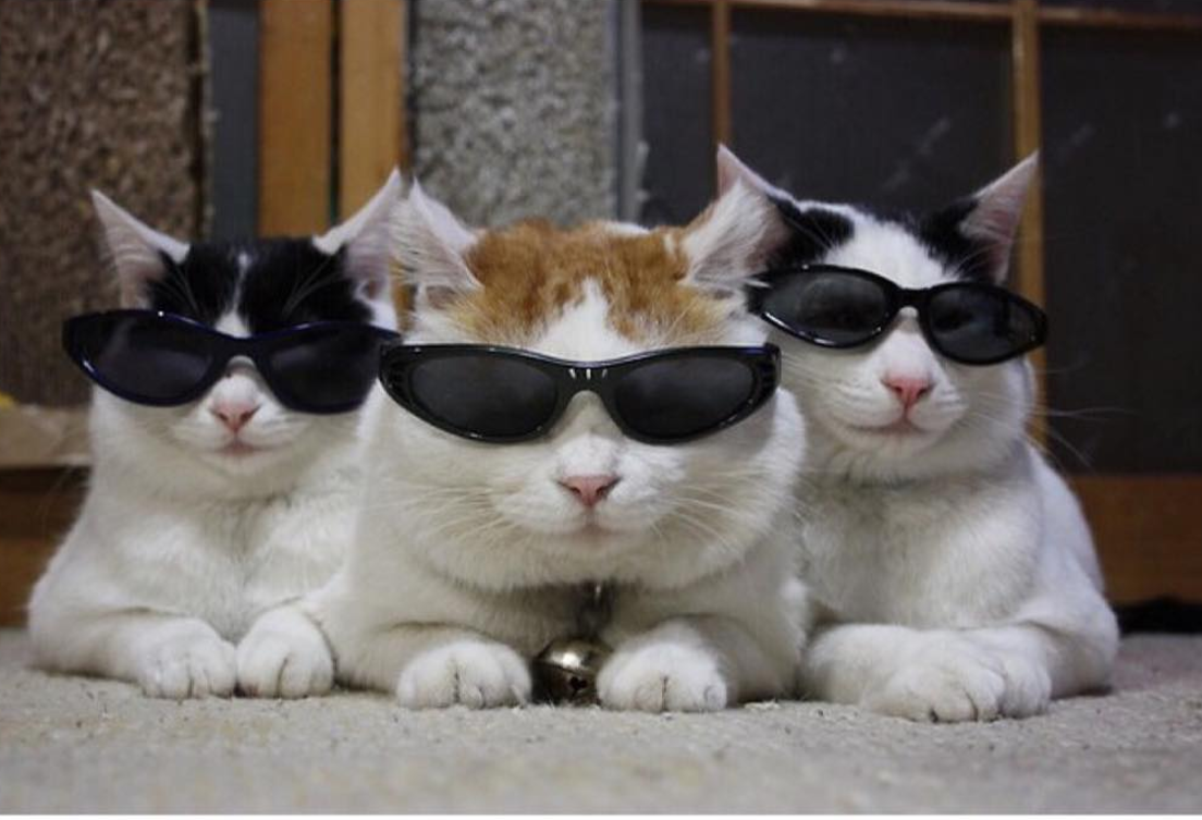 High Quality Cats Sunglasses Blank Meme Template