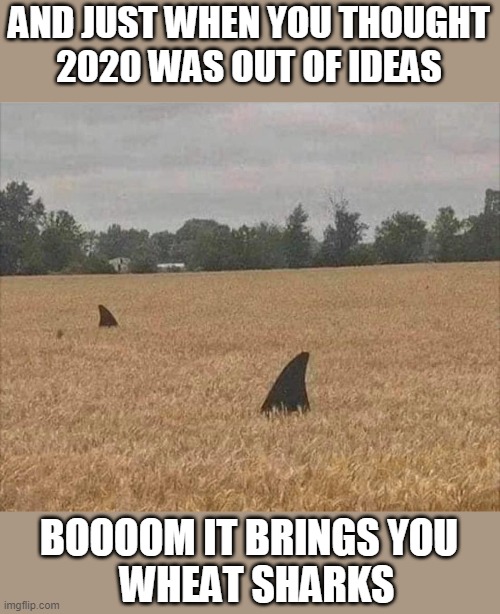WHEAT SHARKS | AND JUST WHEN YOU THOUGHT
2020 WAS OUT OF IDEAS; BOOOOM IT BRINGS YOU
  WHEAT SHARKS | image tagged in memes,2020,oh wow are you actually reading these tags,sharks,thisimagehasalotoftags,unnecessary tags | made w/ Imgflip meme maker