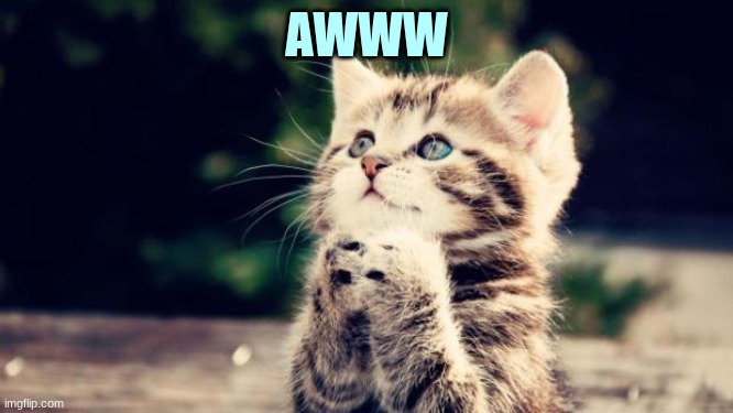 Cute kitten | AWWW | image tagged in cute kitten | made w/ Imgflip meme maker